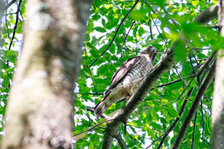 Alex Hamer2026 MCT Lebanon State Forest A Hawk Stares at the Camera